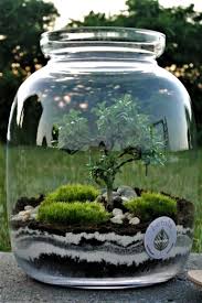 Wald In Einem Glas Pflanzen In Glas Eingeschlossen Einem Eingeschlossen Glas Pflanzen Wald Tuzun Pflanzen Flaschengarten Pflanzideen
