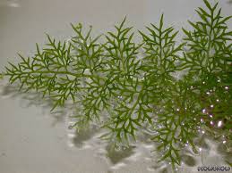 Image result for Ceratopteris