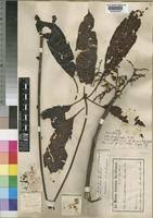 Image result for Lannea welwitschii