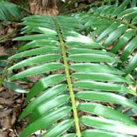 Image result for Encephalartos gratus