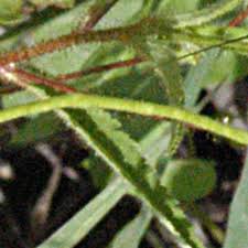 Image result for Tricliceras lanceolatum