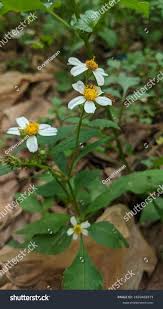 Image result for Bidens biternata