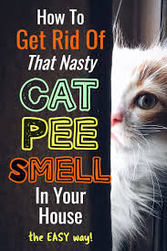 Cat Urine Stink How To Get Rid Of Cat Pee Smell Decluttering Your Life Cat Pee Smell Pee Smell Pet Urine Smell