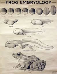 frog embryology wall charts carleton college