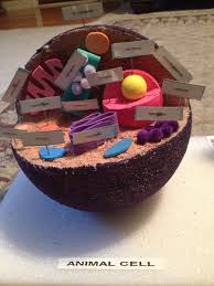 Matthews Project Animal Cell Animal Cell Project Cells Project Animal Cell