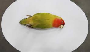 10 Penyebab Burung Tiba Tiba Mati Mendadak Dan Cara Mencegahnya Burungnya Com
