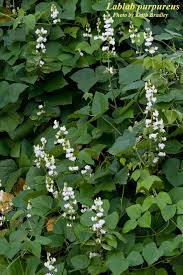 Image result for Lablab purpureus