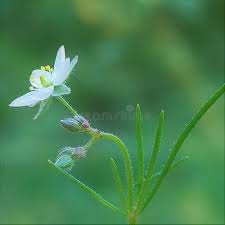 Image result for Spergula