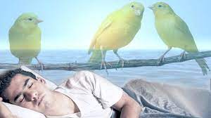 تفسير رؤيا بيض العصافير في الحلم society animals interpretation