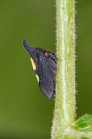 Image result for Blepharis inopinata