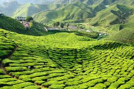 Now $143 (was $̶3̶1̶5̶) on tripadvisor: Ciklilyputih The Lifestyle Blogger Jalan Jalan Di Cameron Highlands
