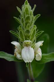 Image result for Pogonospermum subsessile