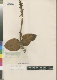 Image result for Satyrium schimperi