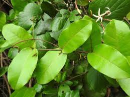 Image result for Dictyophleba lucida