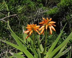 Image result for Aloidendron tongaense