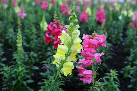 Image result for Antirrhinum