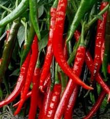 Pelajari cara menanam cabe disini, materinya mulai dari persiapan kondisi lingkungan pemilihan bibit tanam hingga panen. 10 Cara Menanam Cabe Merah Yang Baik Dan Benar