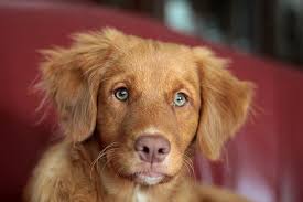 A bell ringer or toller can be a person who collects tolls; Puppy Toller Online