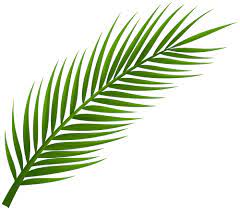 Palm Tree Leaf Png Clip Art Palm Frond Art Palm Tree Leaves Palm Tree Tattoo