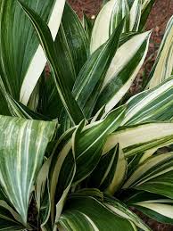 Image result for Aspidistra