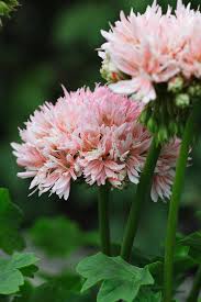 Dagens pelargon: 'Bev Foster'. Dvärg...