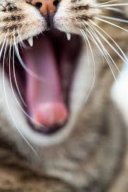 20 Best Funny Animal Photos For Friday Morning Funny Animal Photos Cats Cool Cats