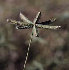 Image result for Dactyloctenium geminatum