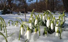 Image result for ghiocei poze