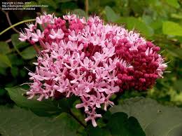 Image result for Clerodendrum buchneri