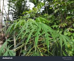 Image result for Jatropha multifida