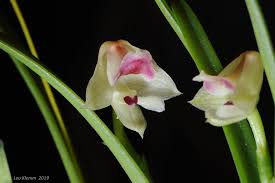 Image result for Polystachya bennettiana