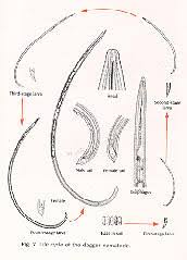 Image result for Disperis sp. nov. aff. bifida