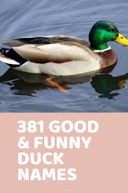 They can live up to 20 years and make gentle and amusing pets. 381 Good Funny Duck Names Funny Duck Names Funny Duck Pet Names
