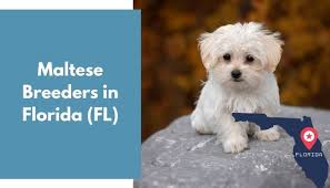 The fluffy, white coated, toy dog of malta. 19 Maltese Breeders In Florida Fl Maltese Puppies For Sale Animalfate