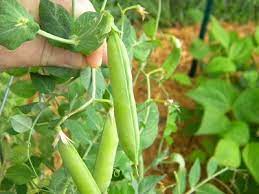 Maybe you would like to learn more about one of these? How And When To Pick Peas Veggie Gardener Forum