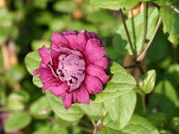 We did not find results for: Clematis Purpurea Plena Elegans Clematis Viticella Purpurea Plena Elegans Baumschule Horstmann