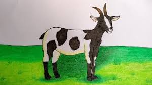 Gambar mewarnai tema air udara api. Cara Menggambar Kambing Cara Menggambar Hewan Qurban Youtube