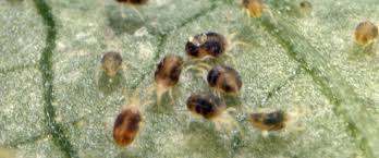 Image result for spotted spider mite