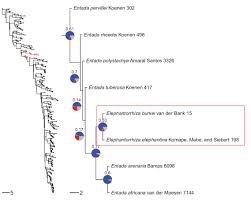 Image result for Entada stuhlmannii