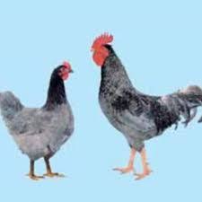 Plymouth rock chickens are very popular. 9 Sapphire Gem Chickens Ideas Chickens Chicken Breeds Sapphire