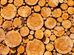 Panjiva uses over 30 international data sources to help you find qualified vendors of canadian walnut logs. How To Sell Trees For Timber