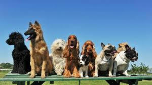 1 day ago · si celebra ogni anno nella giornata del 26 agosto la giornata mondiale del cane.se, in occasione di questa importante ricorrenza dedicata ai nostri amici a quattro zampe, ti piacerebbe trascorre una giornata in compagnia del tuo cucciolo e di titoli a tema da guardare in streaming, in questo articolo troverai cinque film disponibili in streaming su netflix, disney+ e prime video. 8pvjjiutvgottm