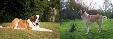 Smooth and fairly short shedding: St Bernard Vs Anatolian Shepherd Breed Comparison