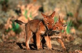 It is similar to the coyote in size and build, and is distinguished by its long and narrow skull, and its red and white fur. Ethiopian Wolves People S Trust For Endangered Species