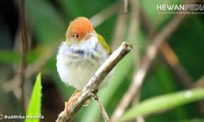 Burung kedasih atau burung emprit ganthil adalah jenis burung yang sangat populer di indonesia, tapi kepopuleran burung. Mitos Dan Fakta Burung Emprit Gantil Atau Wiwik Kelabu Atau Kedasih Hewanpedia