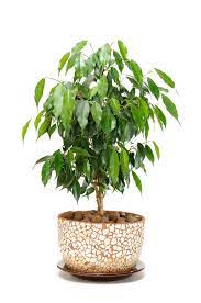 Also called weeping fig and benjamin fig. Weeping Fig Is Toxic To Dogs Pet Poison Helpline