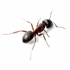 If you have heard of these pests, however, you may already know that in the spring and summer months, when the weather is humid and moist, springtails can become quite the. Springtails Tiny Bugs That Scare People Are Tough To Control Epm Environmental Pest Management