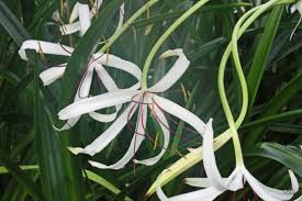 Image result for Crinum ornatum (Aiton) Herb.