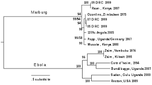 We did not find results for: Zaire Ebolavirus Wikipedia
