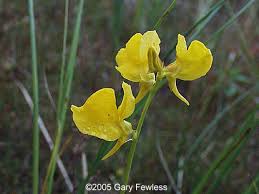 Image result for Utricularia  cornuta